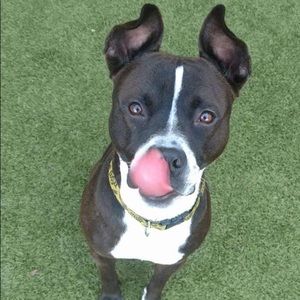 Meet your Posher, Nicholas